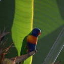 Swainson's Lorikeet