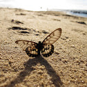 Glasswing Butterfly