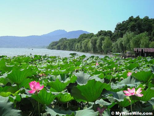 Summer is hot, but it the best time to view booming lotus Summer is hot, but it the best time to view booming lotus