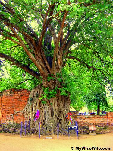 Under a big shady tree lies a Buddha head