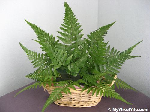 Front view - Foliages (leather ferns) Front view - Foliages (leather ferns)