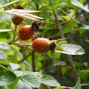 Spiky rosehips