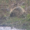 Porcupine