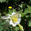 Columbine
