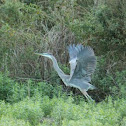 Great Blue Heron