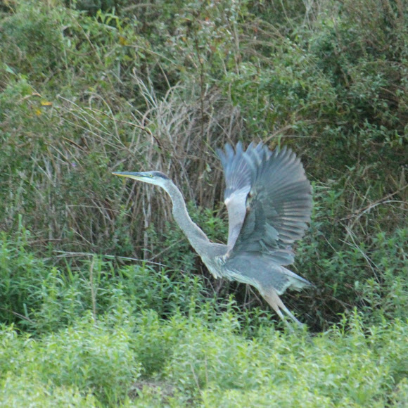 Spotting Image 1