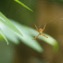Signature Spider