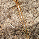 Forida Blue Centipede