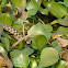 Watersnake
