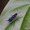 Sawfly wasp