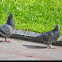 Pigeon
