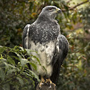 Águila de páramo