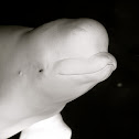 Beluga Whale