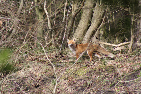 Spotting Image 1