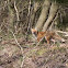 Red Fox