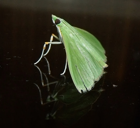 Spotting Image 1