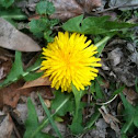 Dandelion 