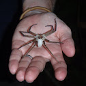 Huntsman spider