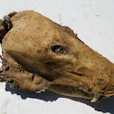 Virginia opposum