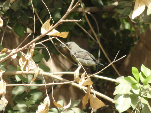 Spotting Image 1