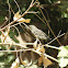 Purple sunbird (Female)