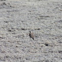 Horned Lark