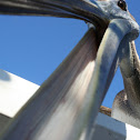 Brown Pelican