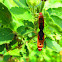 Red Bug