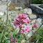 Red Valerian