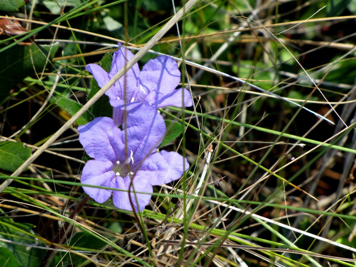 Ruellia 