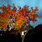 Pepper Tree