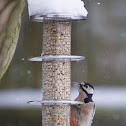 Great Spotted Woodpecker