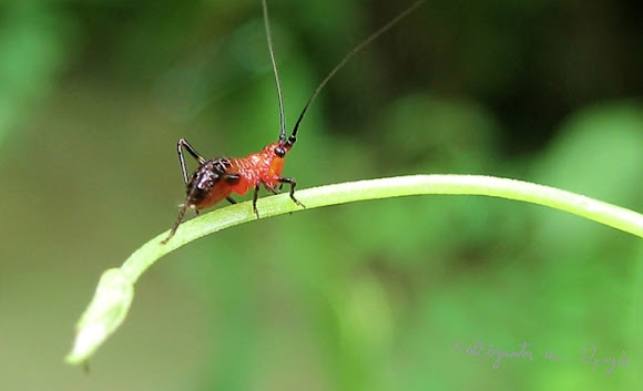 Spotting Image 1