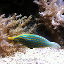 Harlequin Filefish