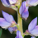 Blue lupin, Altramuz azul
