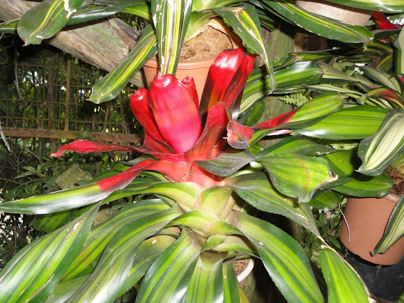 Spotting Image 1