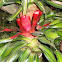 Bromeliad