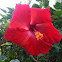 Amapola