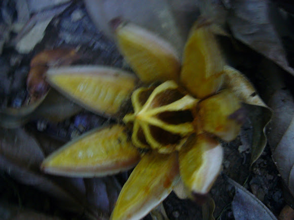 Spotting Image 1