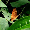 Black Prince (female)