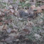 Dark-eyed Junco