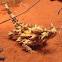 Thorny Devil