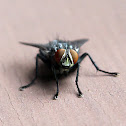 House fly