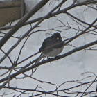 Dark eyed Junco (Slate-colored)