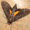 Hawk Moth