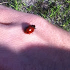 Ladybug