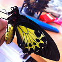 Helena's birdwing