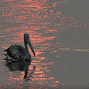The Spot-billed Pelican or Grey Pelican