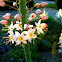 Foxtail Lilies or Desert Candles