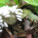 Braconid Wasp Pupae